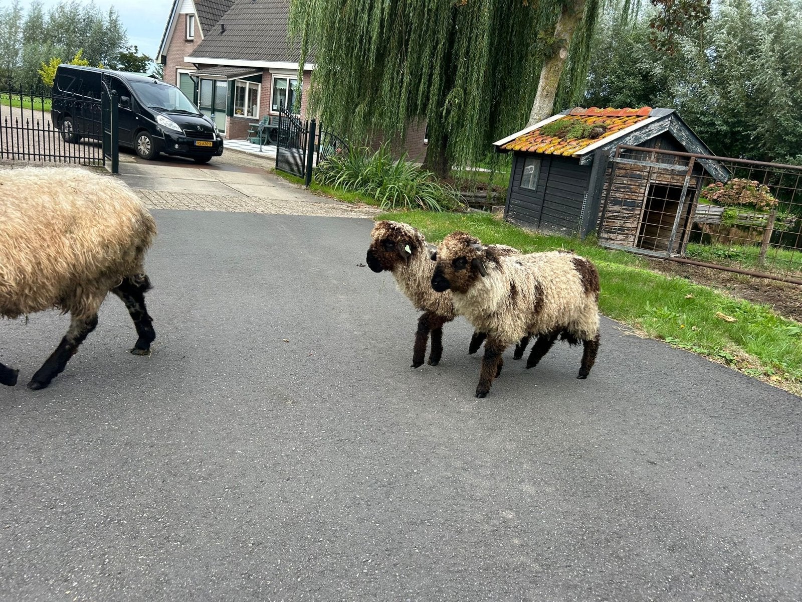 Walliser schwarznase kruising, Dieren en Toebehoren, Meerdere dieren, Schaap, 0 tot 2 jaar