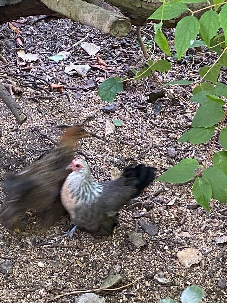 2 kippen, Dieren en Toebehoren, Pluimvee, Vrouwelijk, Kip