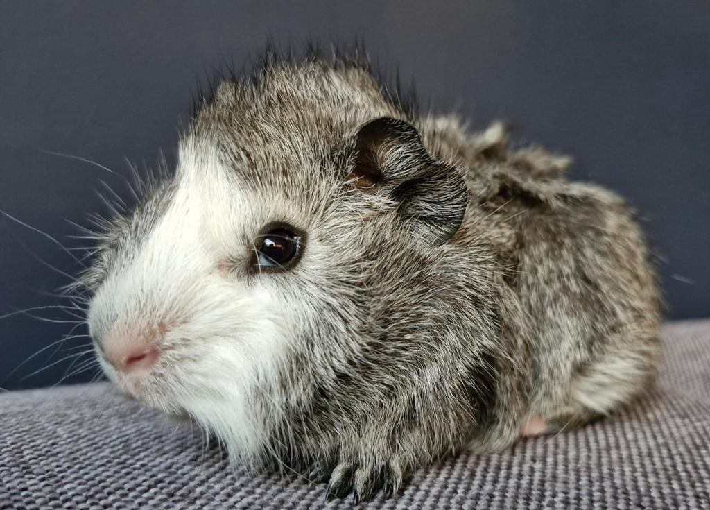 Baby cavia broertjes, agouti, Dieren en Toebehoren, Mannelijk, Tam, Maart, Cavia
