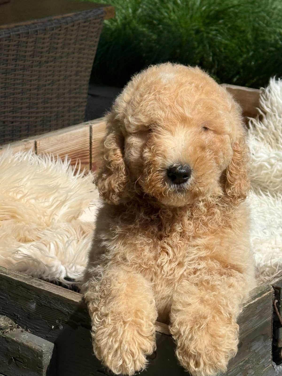 Labradoodle, Parvo, Nederland, 8 tot 15 weken, Eén hond