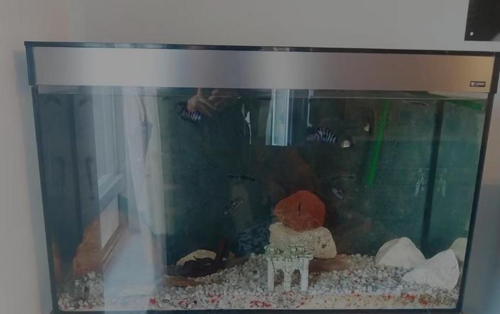Ciano aquarium 100 cm weg = weg, Dieren en Toebehoren, Vissen | Aquaria en Toebehoren, Ophalen, Zo goed als nieuw, Leeg aquarium