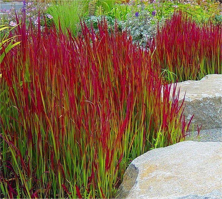 Siergrassen vaste plant, Tuin en Terras, Vaste plant, Siergrassen, Ophalen of Verzenden, Halfschaduw