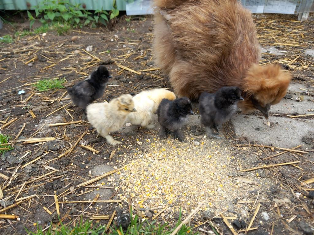 Usa zijdehoen hen+ 6 kuikens, Dieren en Toebehoren, Pluimvee, Vrouwelijk, Kip
