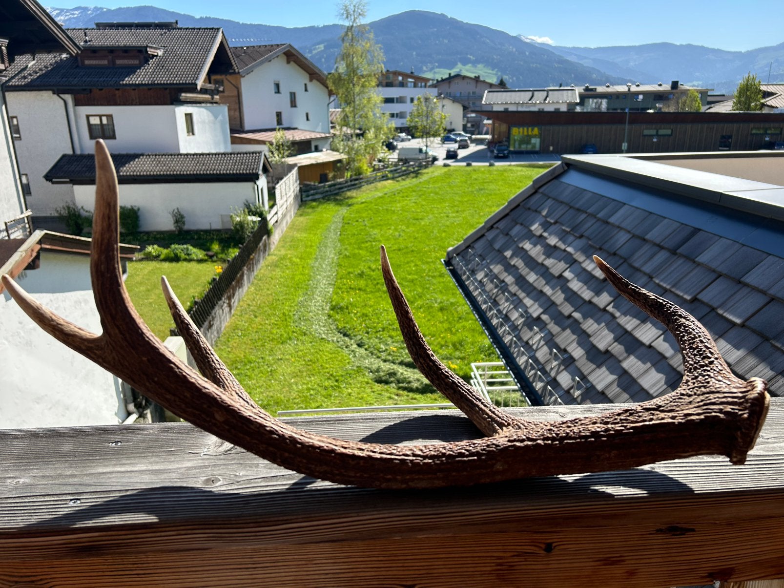 Hertengewei, Oostenrijk-Tirol, Ophalen of Verzenden, Nieuw, Bruin, Overige materialen