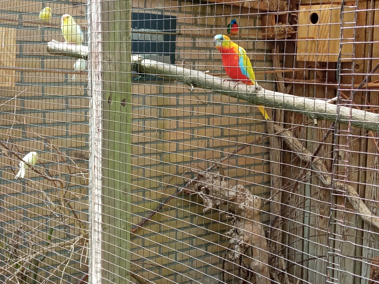 Turquoisines, Meerdere dieren, Parkiet