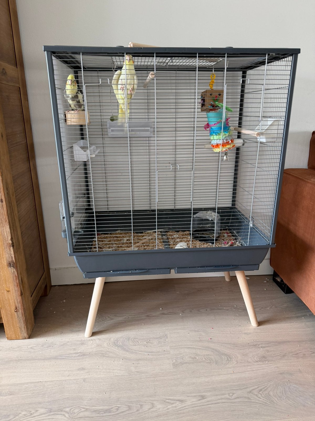 Twee lieve tamme valkparkieten met kooi, Dieren en Toebehoren, Meerdere dieren, Parkiet, Tam