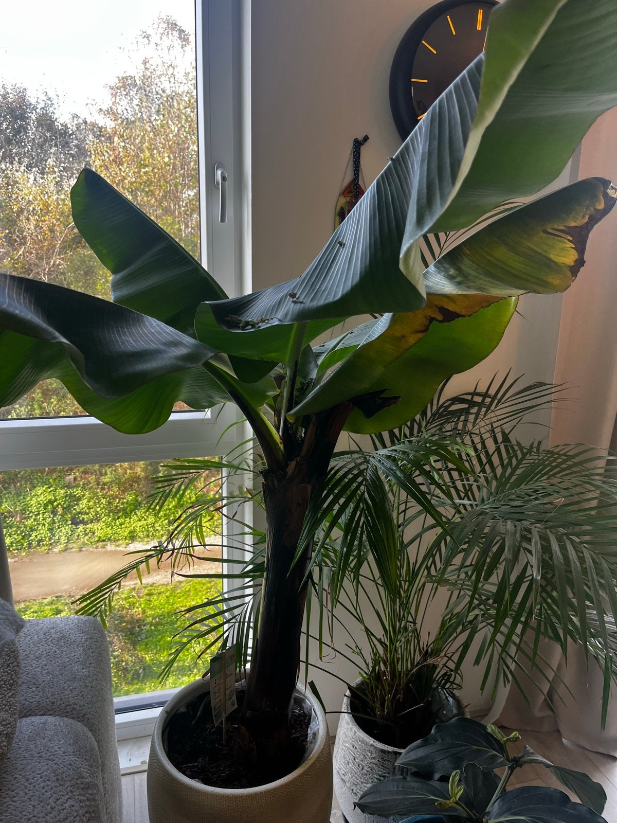 Grote Musa bananenplant - Zo goed als nieuw, Ophalen, Binnen, Groen, Kunstplant