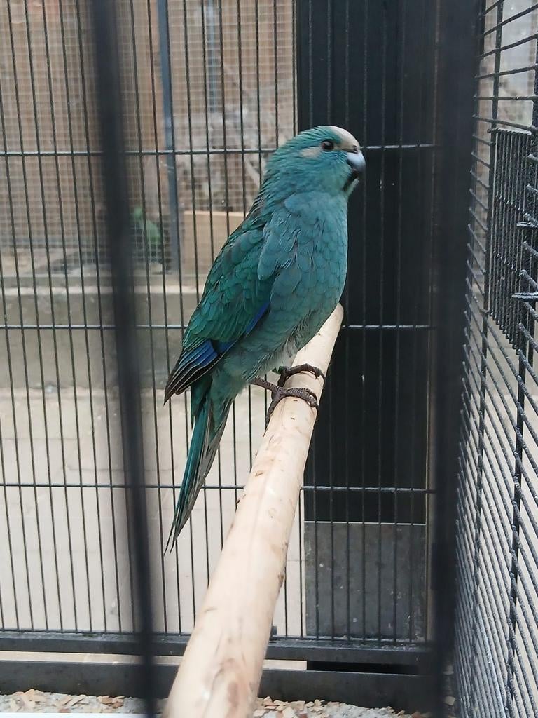 Kakariki man van 2026, Dieren en Toebehoren, Vogels | Parkieten en Papegaaien, Mannelijk, Parkiet, Geringd