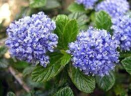 16x blauwe groenblijvende Ceanothus 'Victoria' €80.00