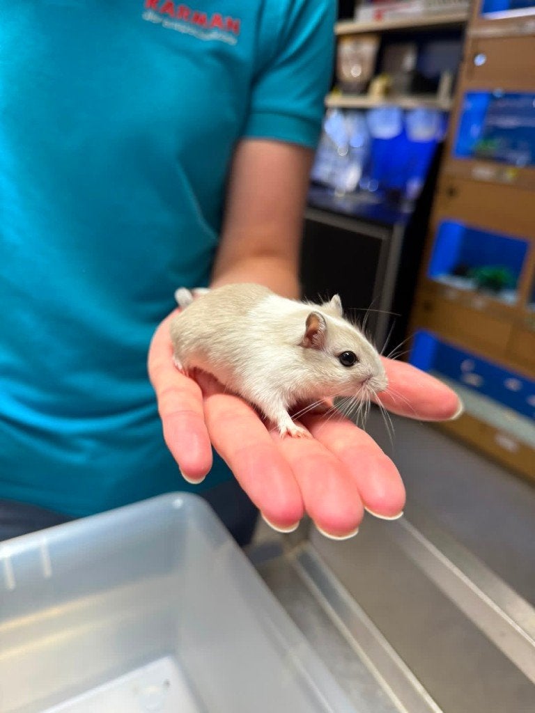 Te koop super lieve jonge leuke gerbils, Vrouwelijk, Mei, Overige typen, Tam