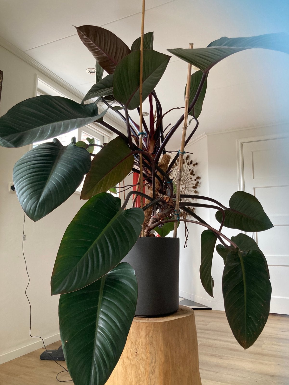 Prachtige kamerplant, Huis en Inrichting, Groene kamerplant, Ophalen, Halfschaduw, 100 tot 150 cm