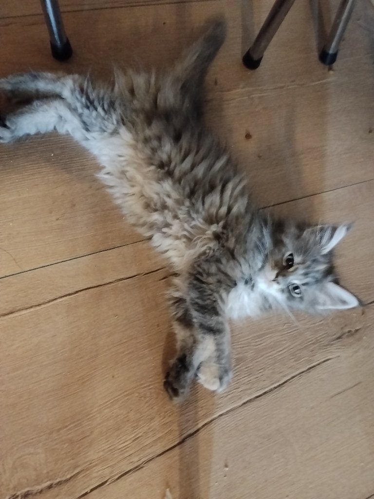 Russische Maine Coon kittens met stamboom, Dieren en Toebehoren, Katten en Kittens | Raskatten | Langhaar, Meerdere dieren, Met stamboom