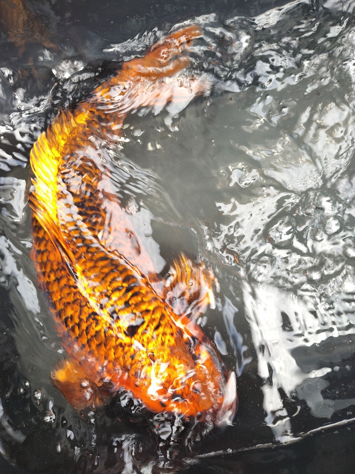 Prachtige Japanse kin matsuba 44cm, Karper of Koi
