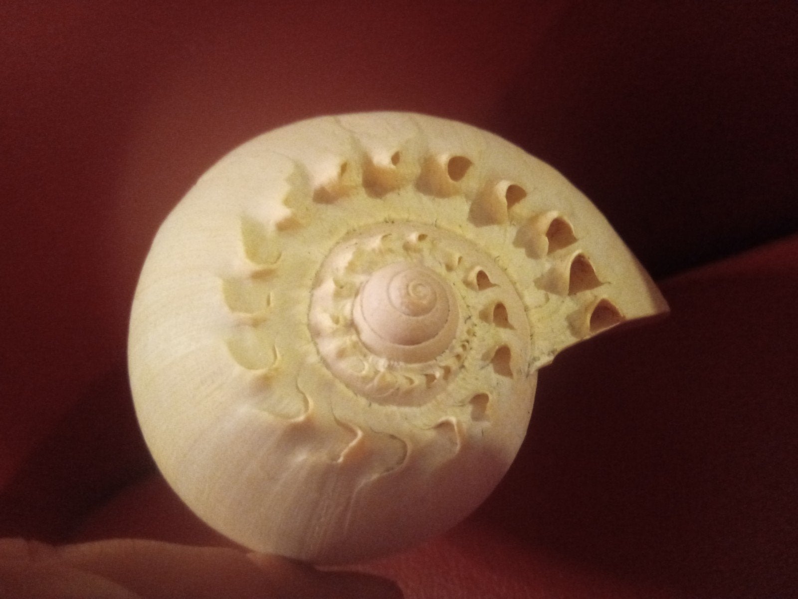 Melo Diadema schelp, Ophalen