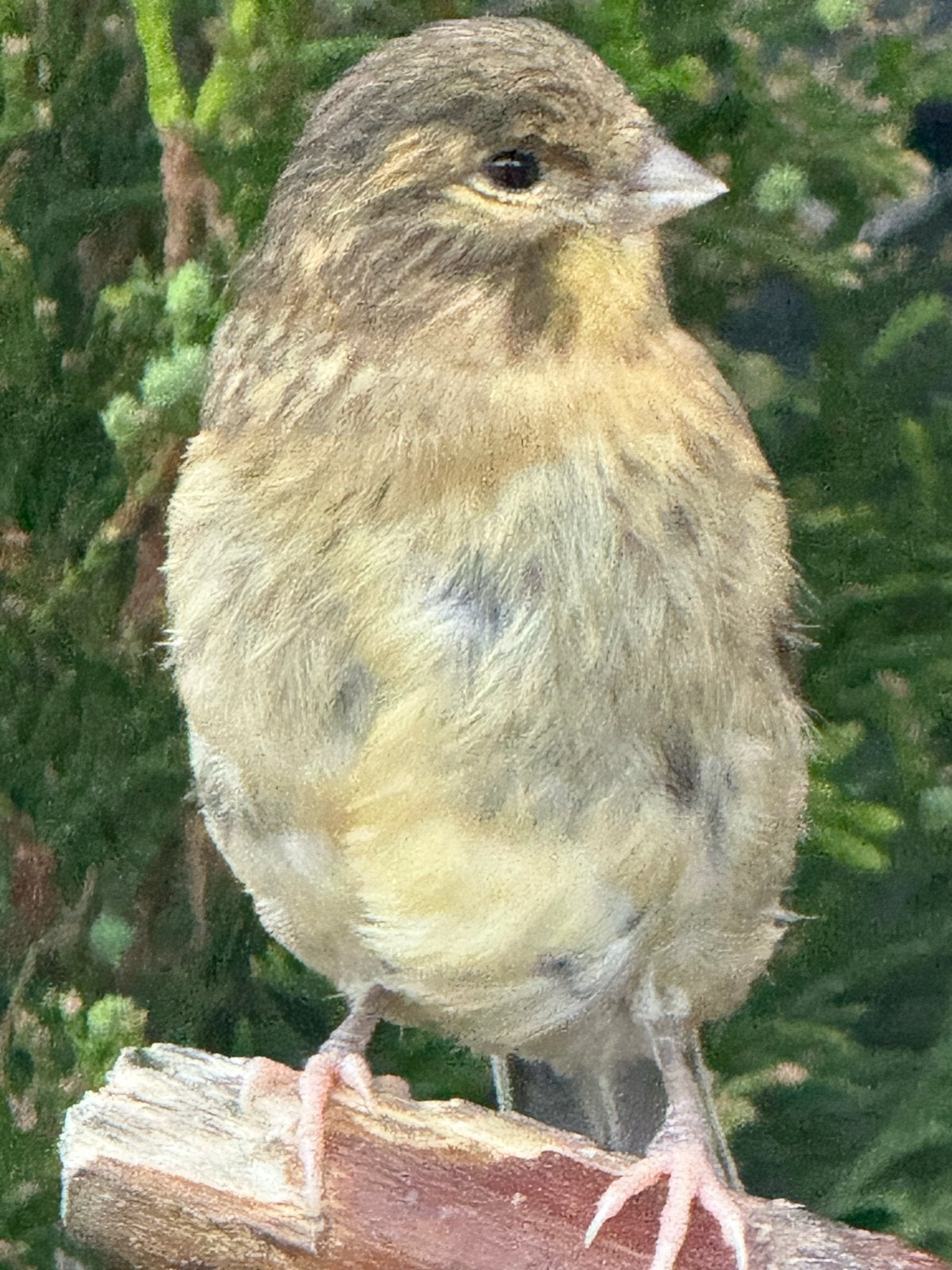 Gloster kanarie, Meerdere dieren, Kleurkanarie