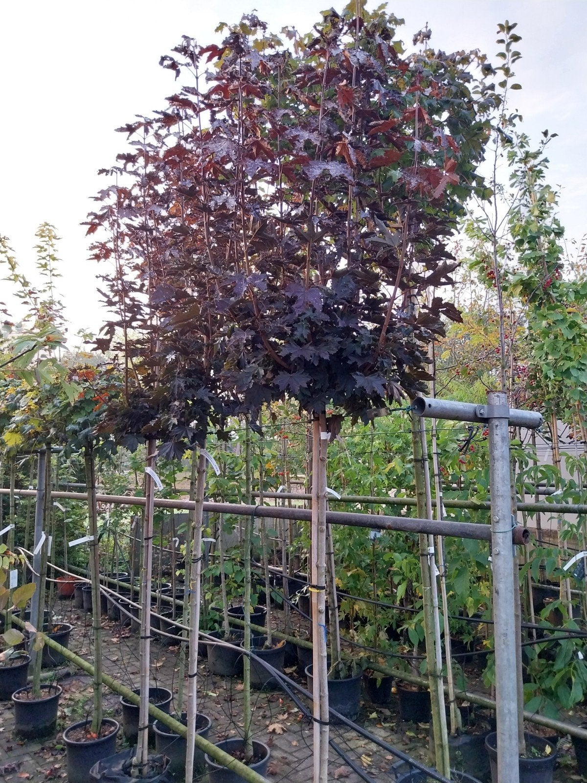 Rode Bolesdoorn op stam - Prachtige Acer Crimson Sentry, Lente, 100 tot 250 cm, Ophalen, Volle zon
