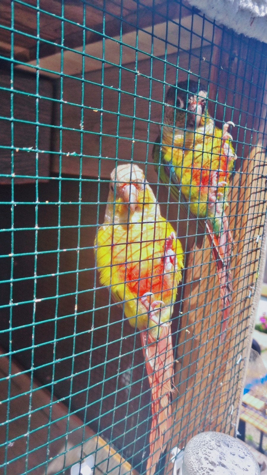 Vogels, Meerdere dieren, Parkiet, Tam