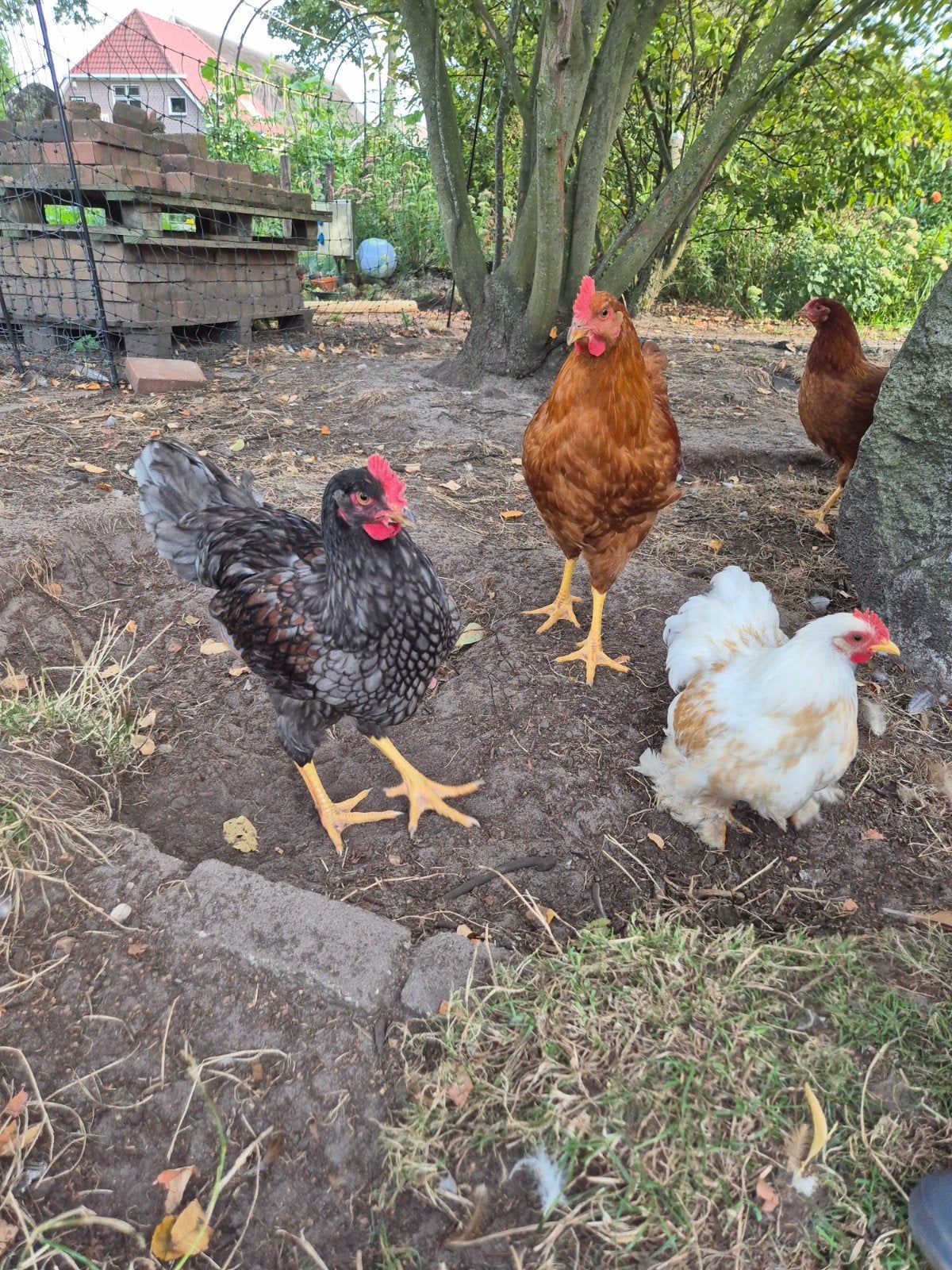 Jonge hanen, Barnevelders, New Hamshire, Cochin en Welsumer, Mannelijk, Kip