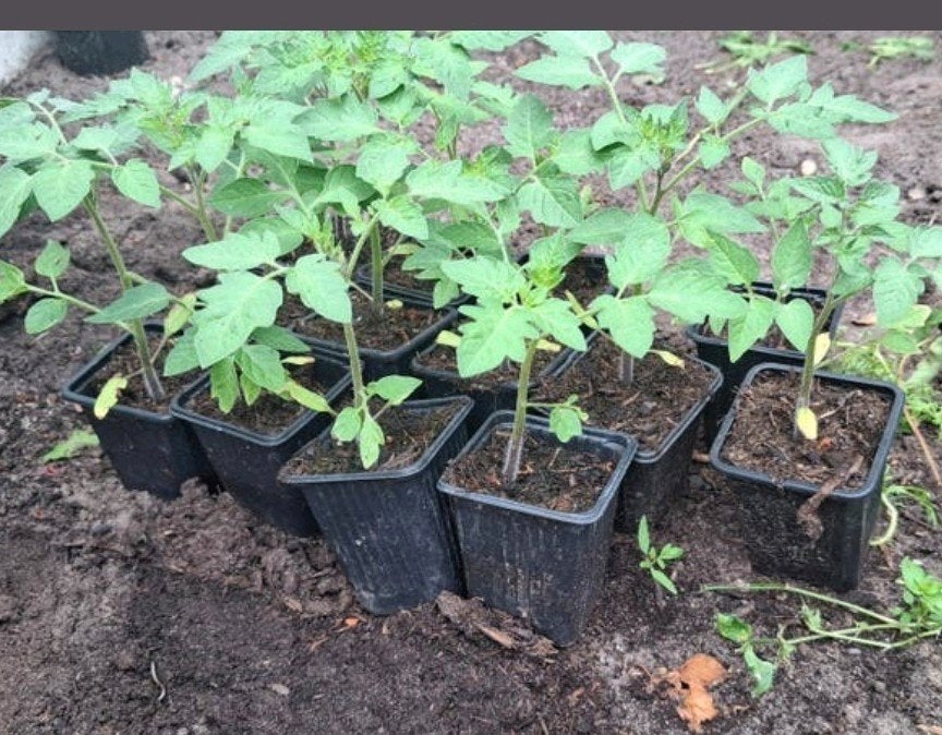 Roma tomatenplantjes  50ct, Tuin en Terras, Planten | Tuinplanten, Ophalen of Verzenden, Eenjarig, Groenteplanten, Volle zon