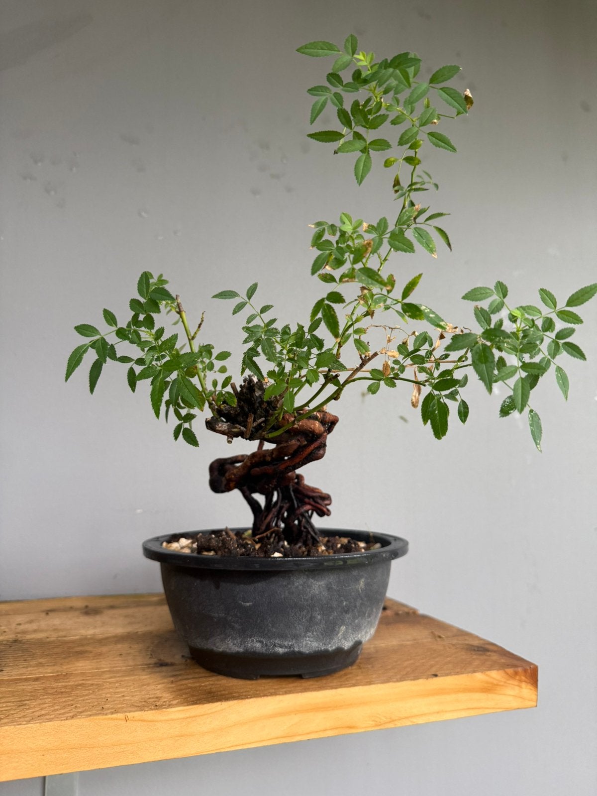 Bonsai Roos rosaceae in mooie stijl, Tuin en Terras, Halfschaduw, Overige soorten, Lente, Minder dan 100 cm
