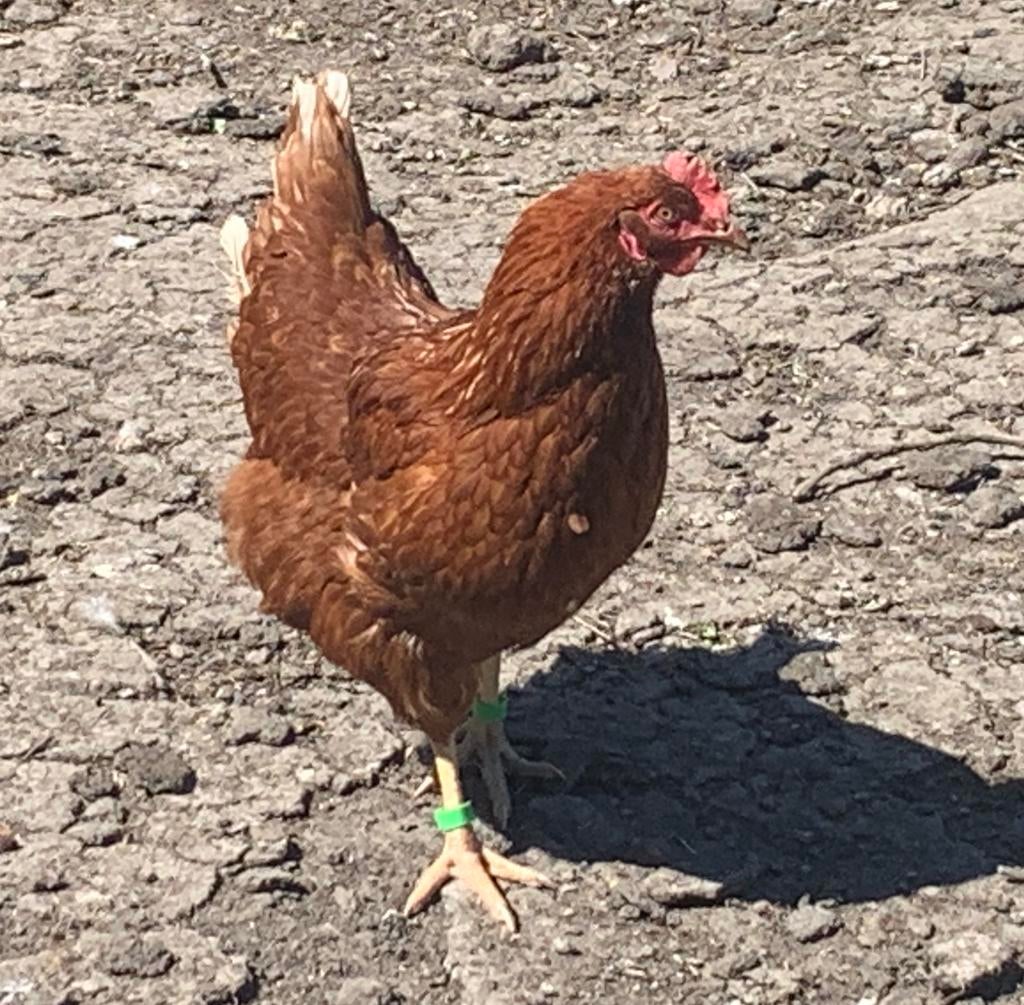 Broedeieren- Isa Brown (legkippen), Dieren en Toebehoren, Pluimvee, Vrouwelijk, Kip