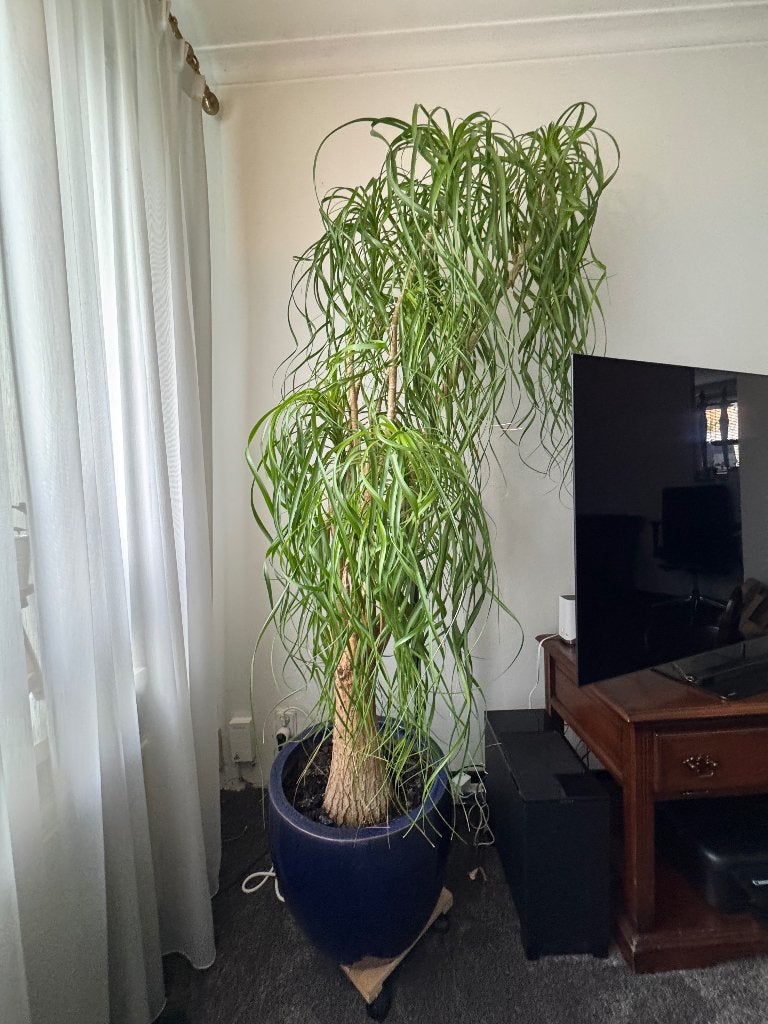 Olifantspoot 2 mtr hoog., Ophalen, 200 cm of meer, Overige soorten, Halfschaduw