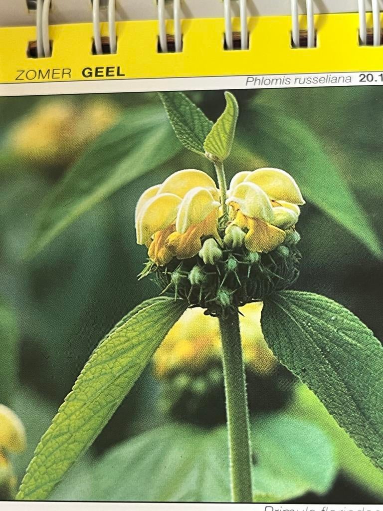 Vaste gele tuinplanten - Phlomis russeliana & Alchemilla, Boeken, Ophalen of Verzenden, Zo goed als nieuw, Tuinieren en Tuinplanten