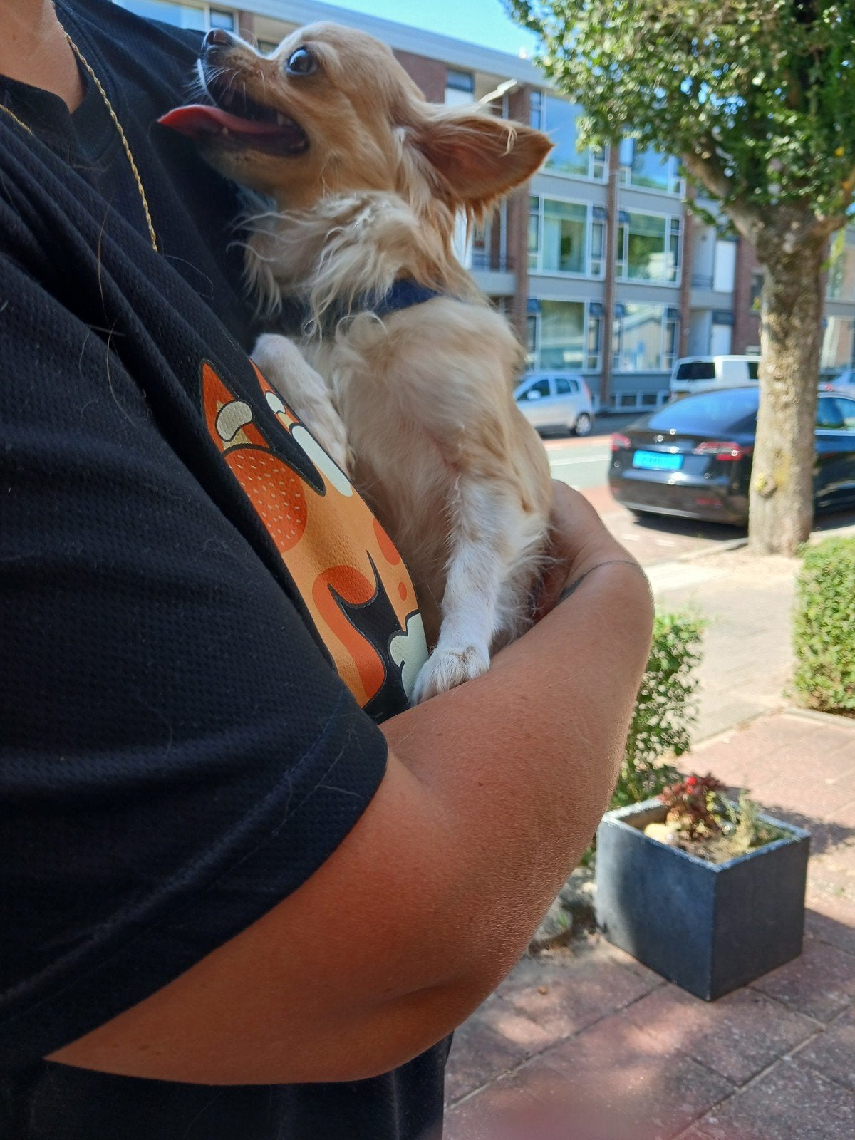 chihuahua blond wit, Dieren en Toebehoren, Honden | Chihuahua's en Gezelschapshonden, Teef, Parvo, Eén hond, Chihuahua