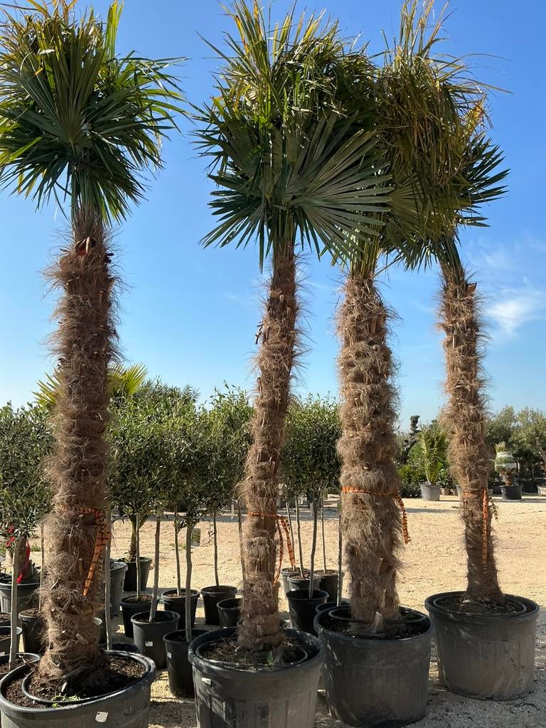 Palmboom/ Palmbomen, Lente, 250 tot 400 cm, Palmboom, Ophalen