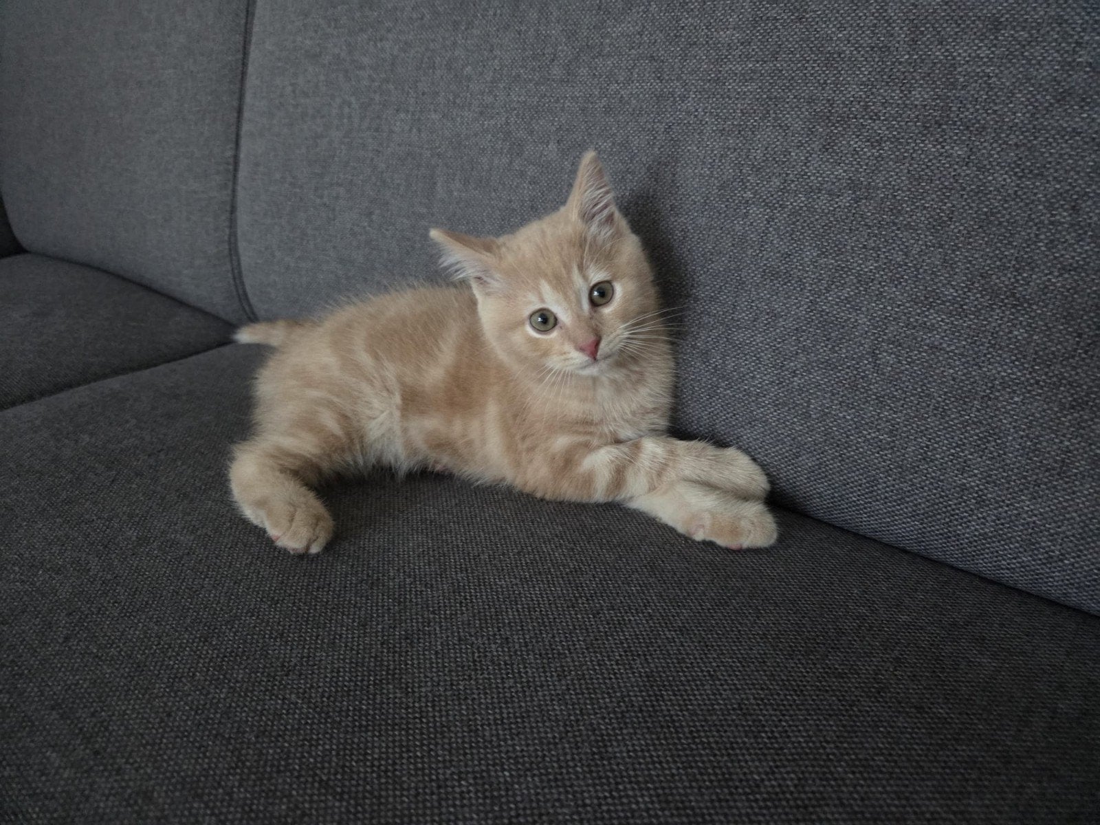 Katertje van 10 weken, Dieren en Toebehoren, Katten en Kittens | Raskatten | Korthaar, Kater