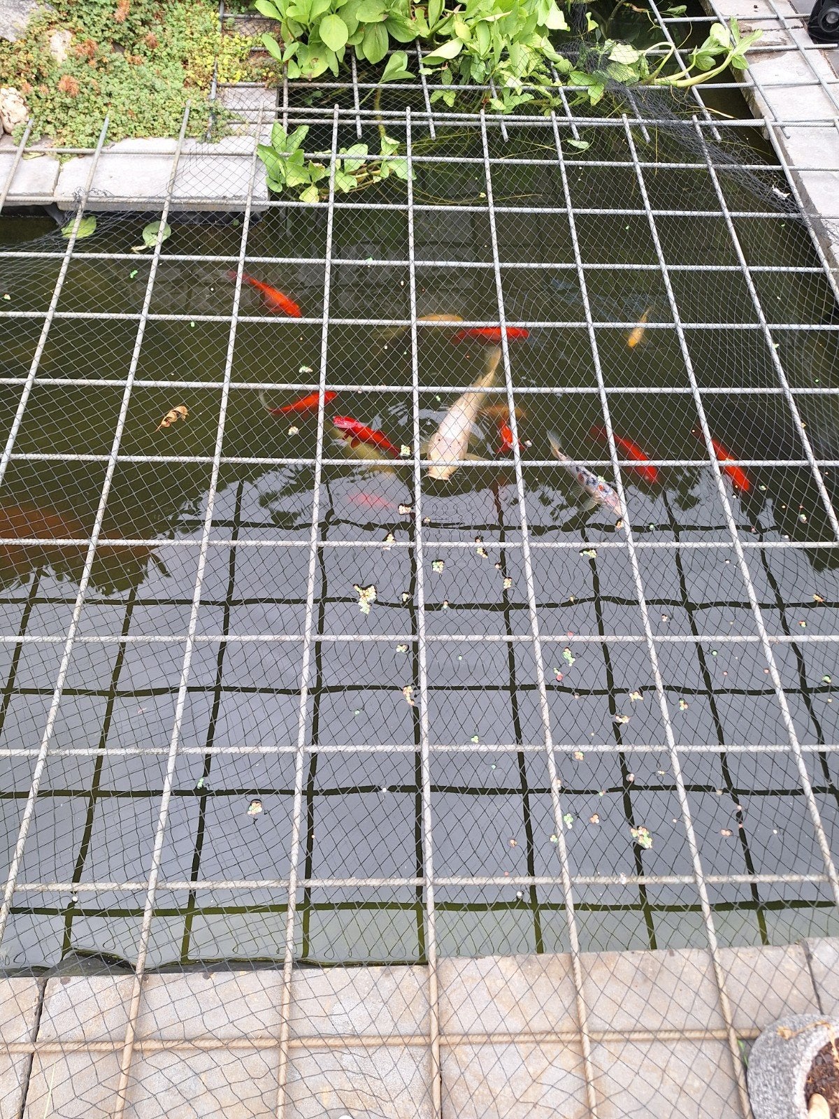 Vijver vissen, Dieren en Toebehoren, Vissen | Vijvervissen, Goudvis(sen)