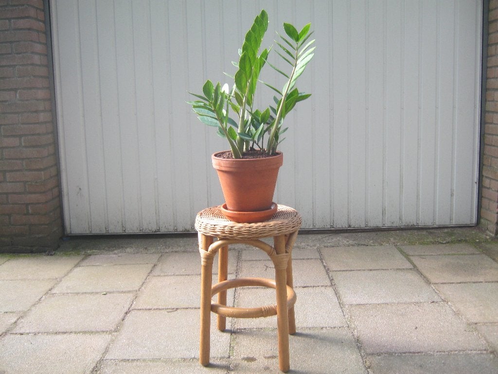 Hele mooie Emerald Palm op een rieten krukje, Huis en Inrichting, Kamerplanten, Ophalen, Overige soorten, Halfschaduw, In pot
