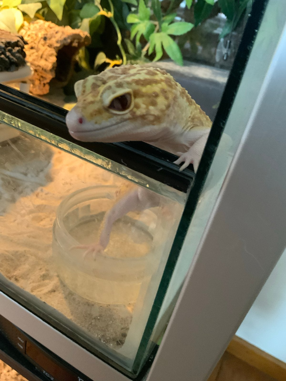 Luipaard gekko / Leopard gecko Tremper Albino Het Eclipse, Dieren en Toebehoren, Hagedis, Tam, 3 tot 6 jaar