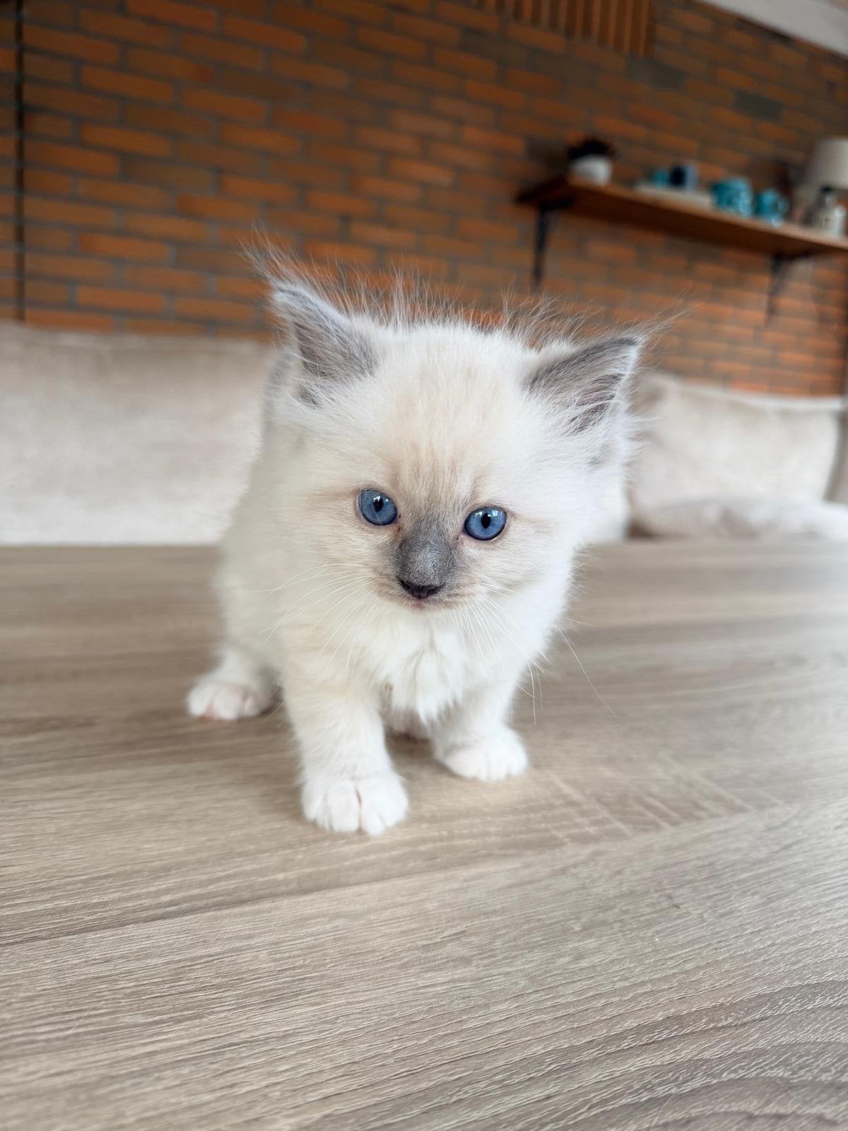 Ragdoll kittens te koop – Greenway Ragdolls, Meerdere dieren