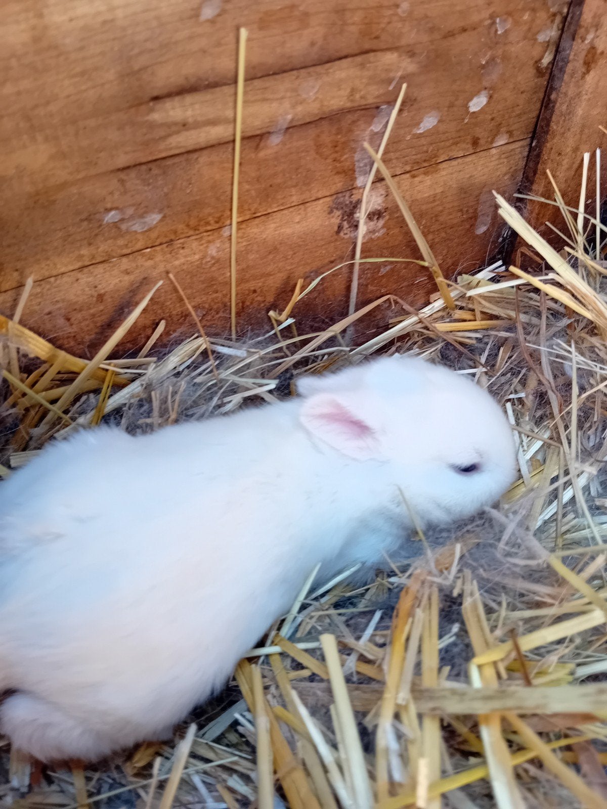 jonge konijnen tekoop, Dieren en Toebehoren, Augustus, Meerdere dieren, Overige typen