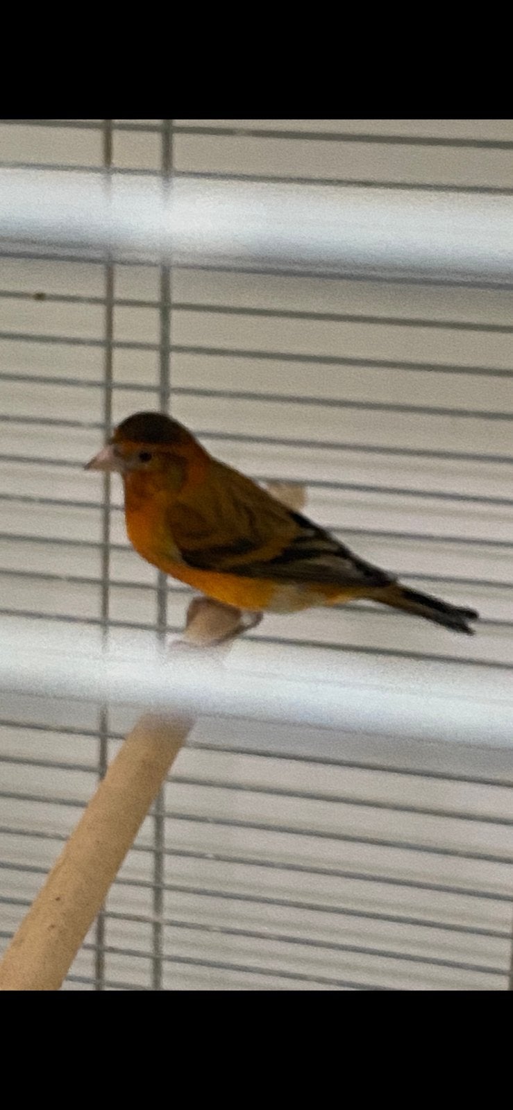 Kapoetsensijs x kanarie, Dieren en Toebehoren, Mannelijk, Kleurkanarie