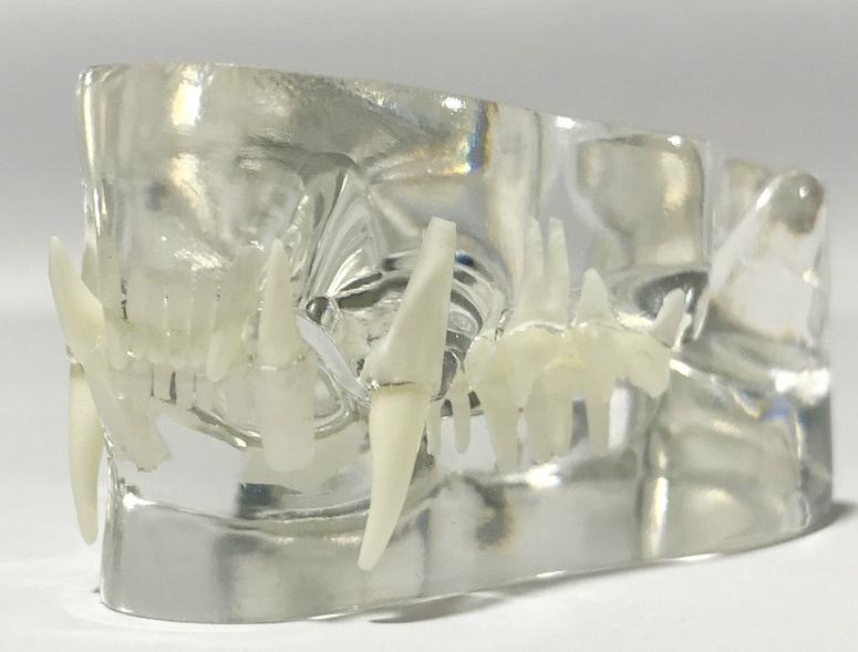 Katten Kaak Anatomie Model Medisch School Dier Kat Bek Gebit, Verzenden, Nieuw