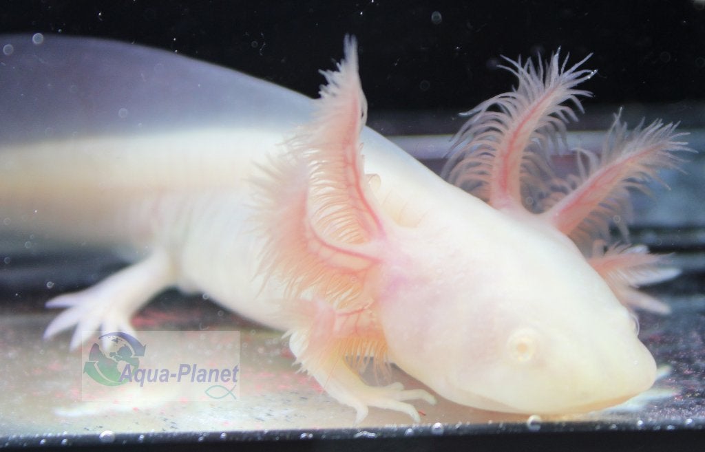Axolotl - White Albino "Baby" (Juni Actie!!! €14,99 pst), Overige typen, Zoetwatervis