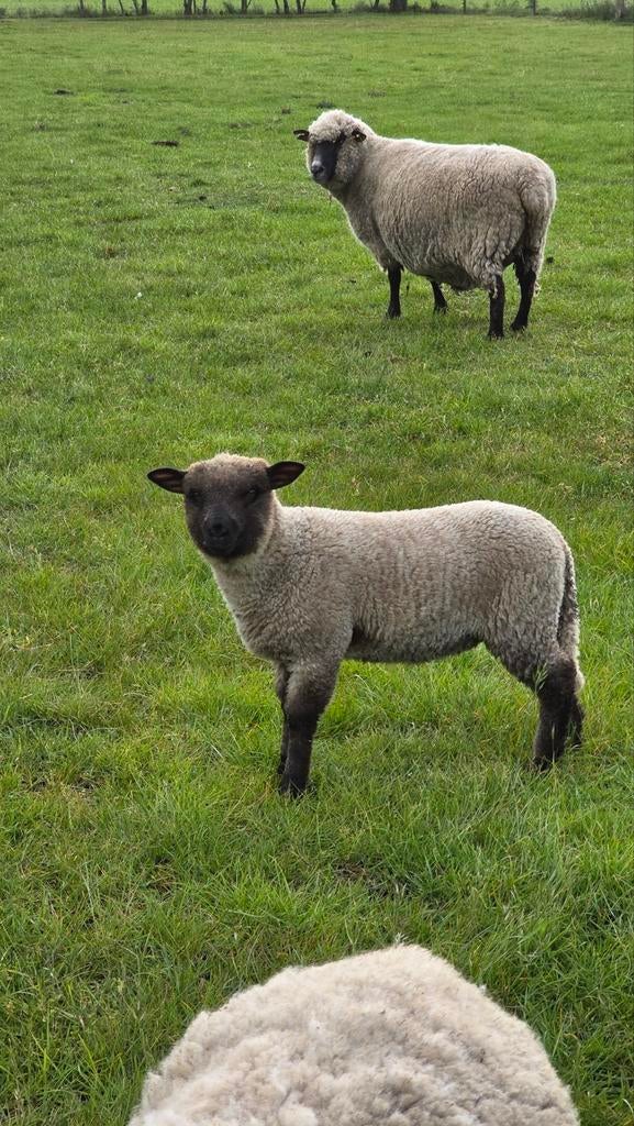 Shropshire lammeren!, Dieren en Toebehoren, Schapen, Geiten en Varkens, Meerdere dieren, Schaap
