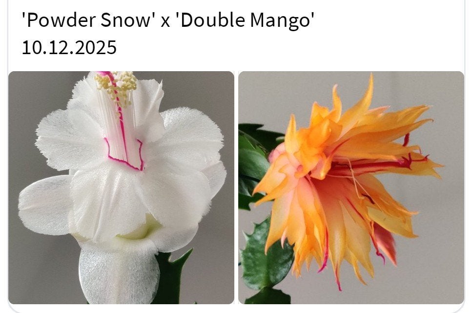 Schlumbergera nieuwe hybride zaadbesje op 1 bladsegment, Verzenden, Halfschaduw, Minder dan 100 cm