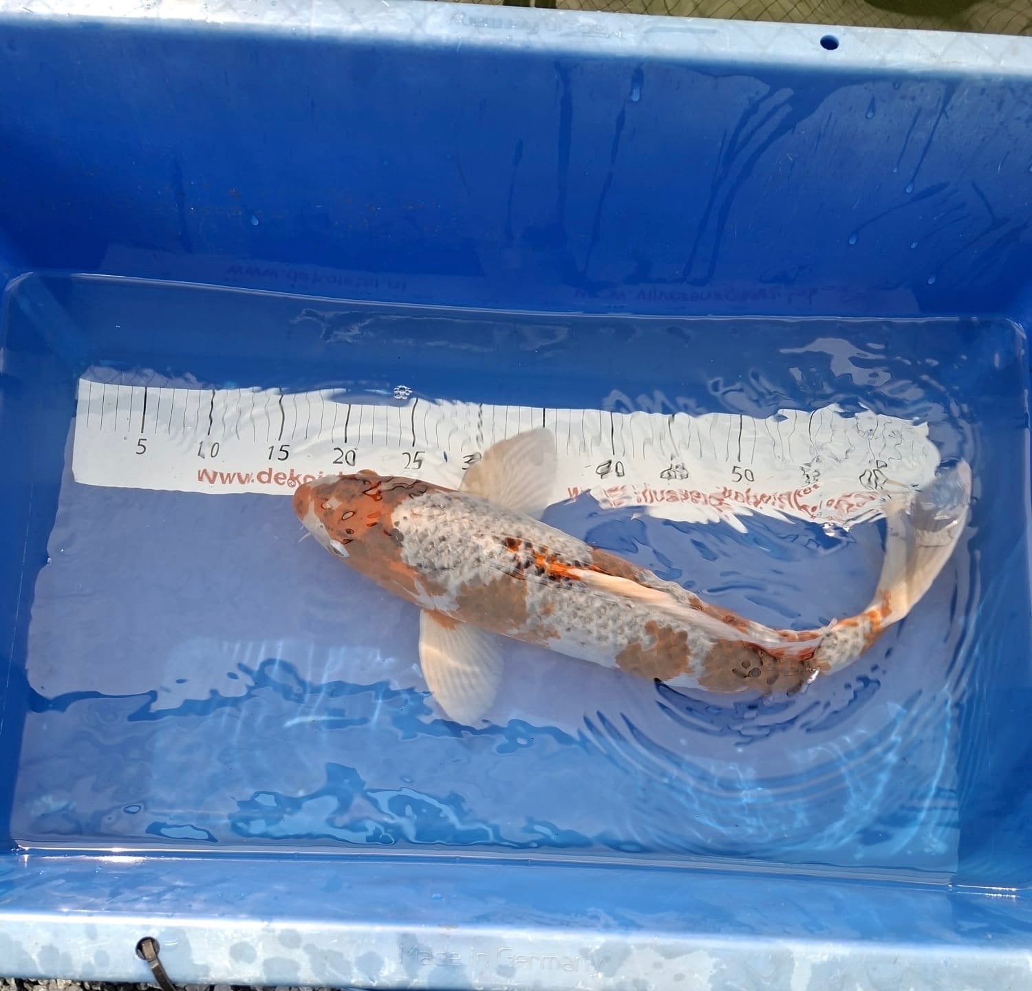 Koi, Karper of Koi