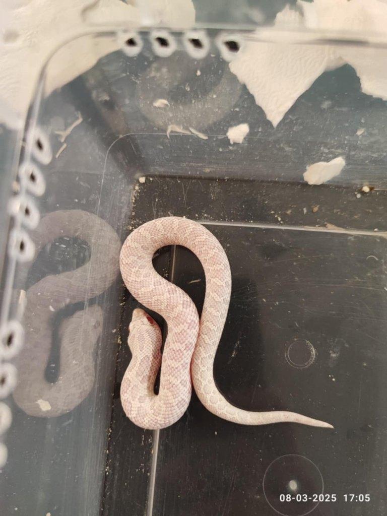 Haakneusslang snow Hognose Snake - unknown for sale from Bob_D