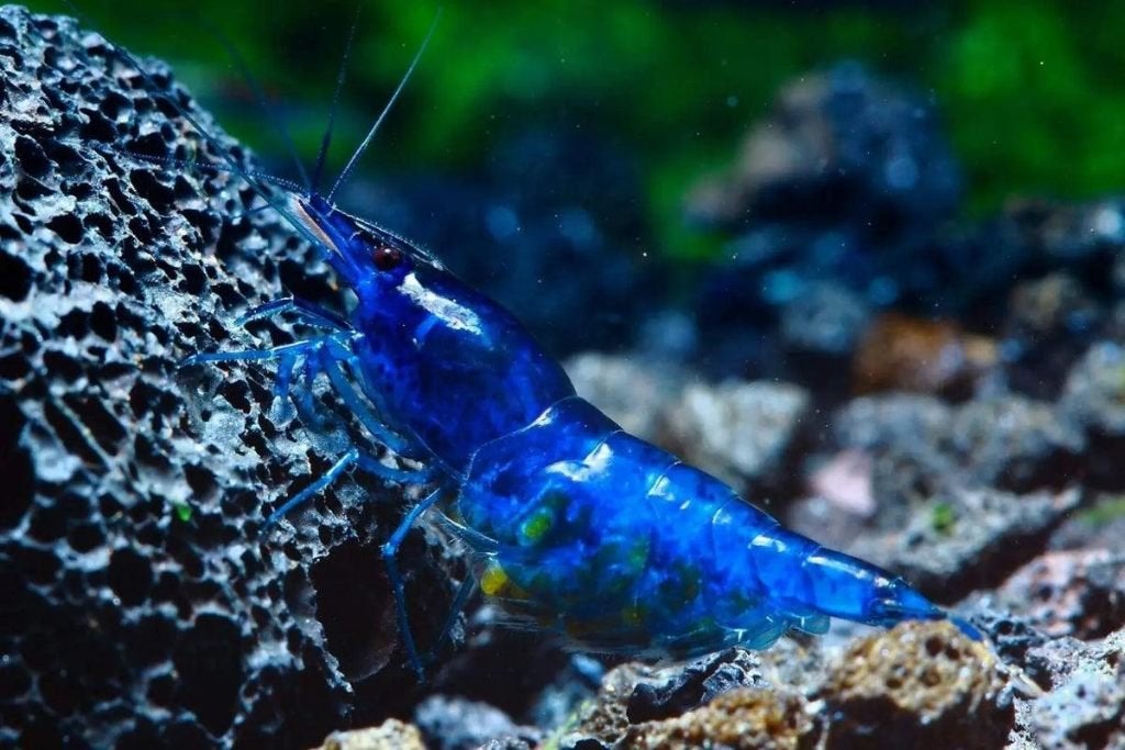 Blauwe garnalen Blue Dream-Diamond-Sapphire-Star-Blue Velvet, Kreeft, Krab of Garnaal, Zoetwatervis