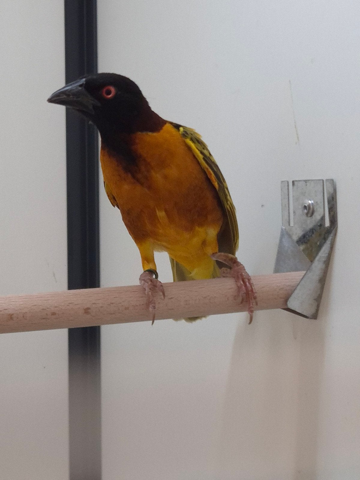 1-0 Grote textor wever, Mannelijk, Tropenvogel