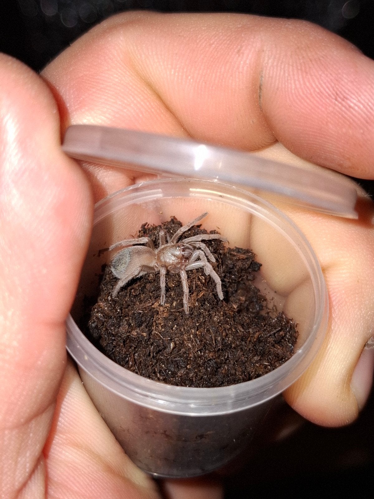 Pseudhapalopus sp. Columbia, Dieren en Toebehoren