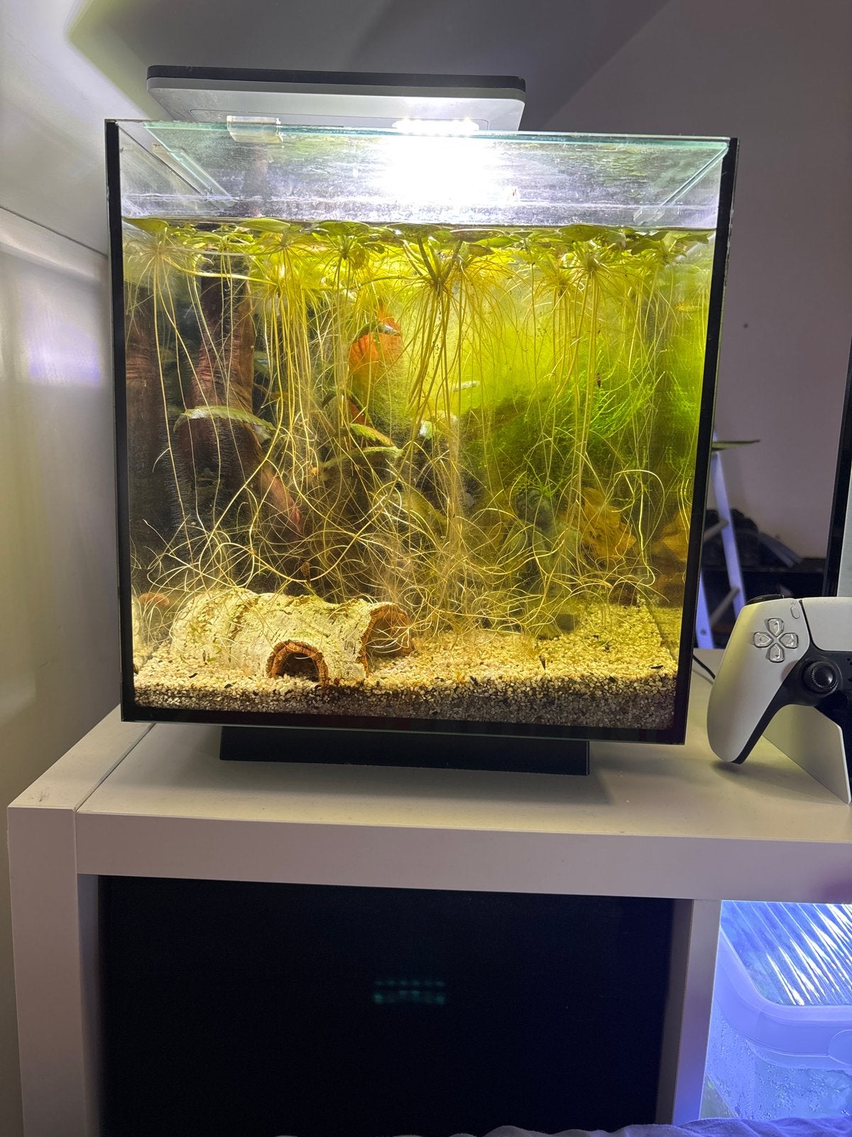 Aquarium, Dieren en Toebehoren, Ophalen, Plant(en), Steen of Hout