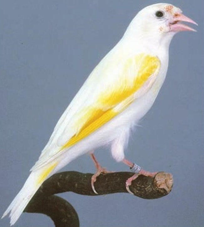GEZOCHT Wit/bonte poppen parva/majoor, Vrouwelijk, Wildzangvogel, Geringd