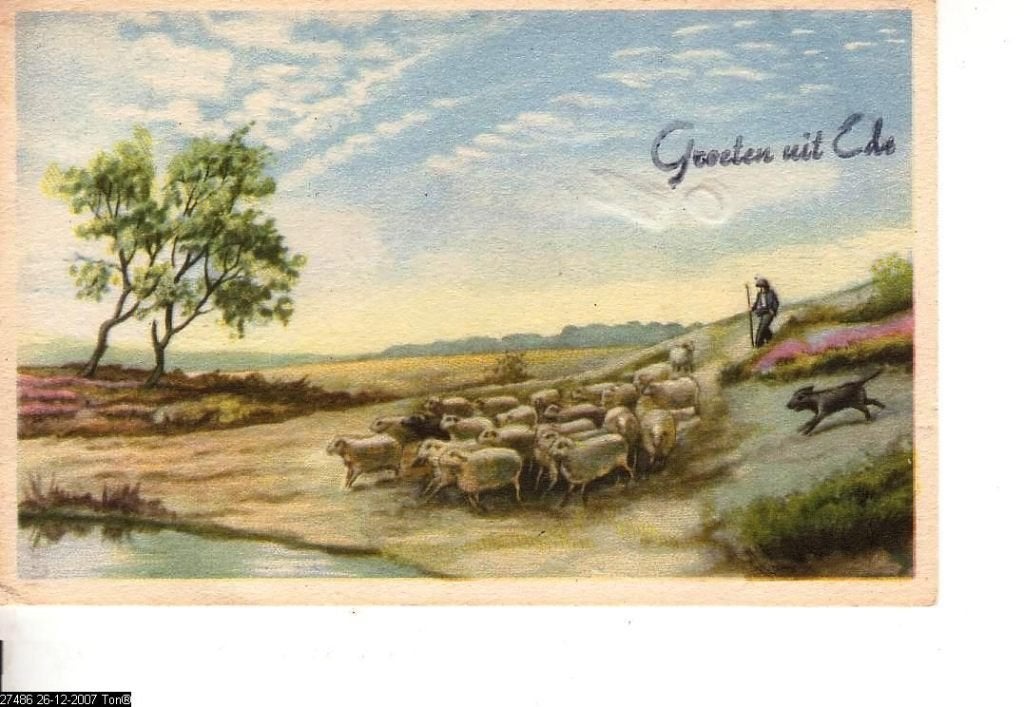 Ansichtkaart  	Ede	Heide	met schapen, Verzenden, 1960 tot 1980, Gelopen, Gelderland
