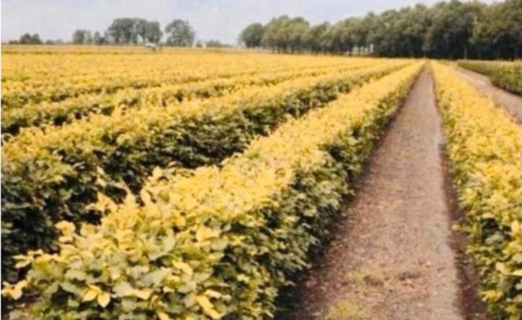 Haagbeuk + Beukhaag, Ophalen of Verzenden, Bloeit niet, Halfschaduw, Overige soorten