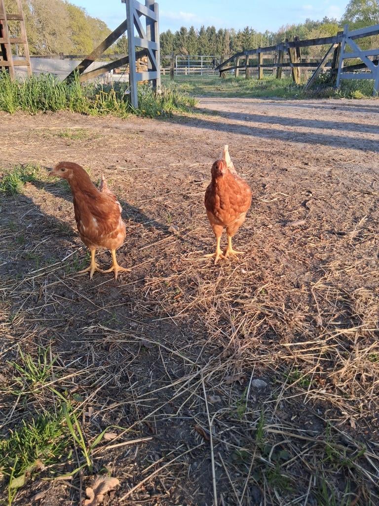 Jonge legkippen actie!!, Dieren en Toebehoren, Vrouwelijk, Kip